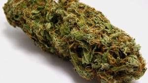 Marijuana Bud