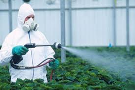 Spraying Pesticides on Marijuana