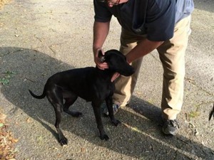 Dog brings home marijuana