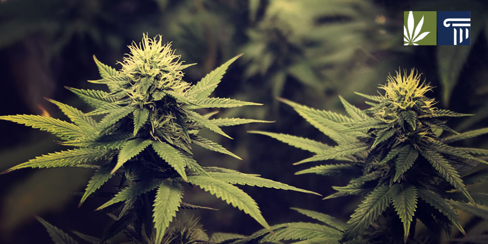 Tennessee Hemp Laws — Industrial Hemp Certified Seed License